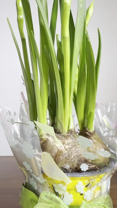 Vertical - A gift wrapped pot plant with growing green shoots from bulbs. Video stock 300034205