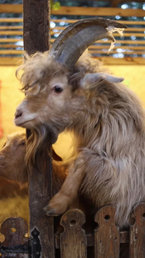 Vertical goat in farm pen close up Stock Footage 331200760
