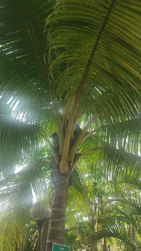 Vertical Golden Coconut Palm Tree in Tropical Garden Vidéo 339592841