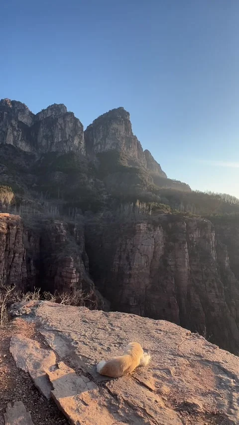 Vertical Golden Dog Lying On Edge Of High Cliff Overlooking Mountains Video stock 334013103