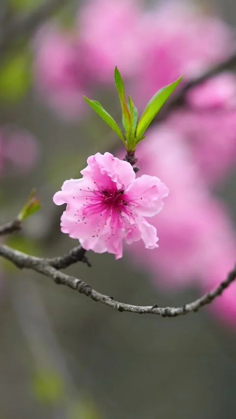 Vertical Golden Hour Light Backlighting a Pink Peach Blossom Stock Footage 331424828