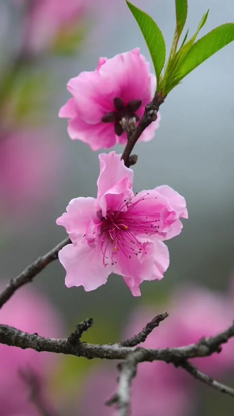 Vertical Golden Hour Light Backlighting Pink Peach Blossoms Video stock 331425860