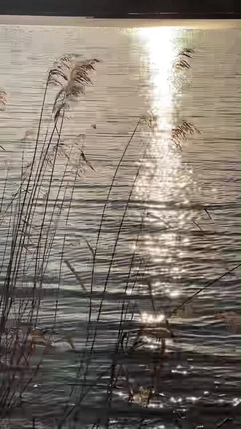 Vertical Golden Hour Sunset Reflection on Water and Reeds Video stock 334765009
