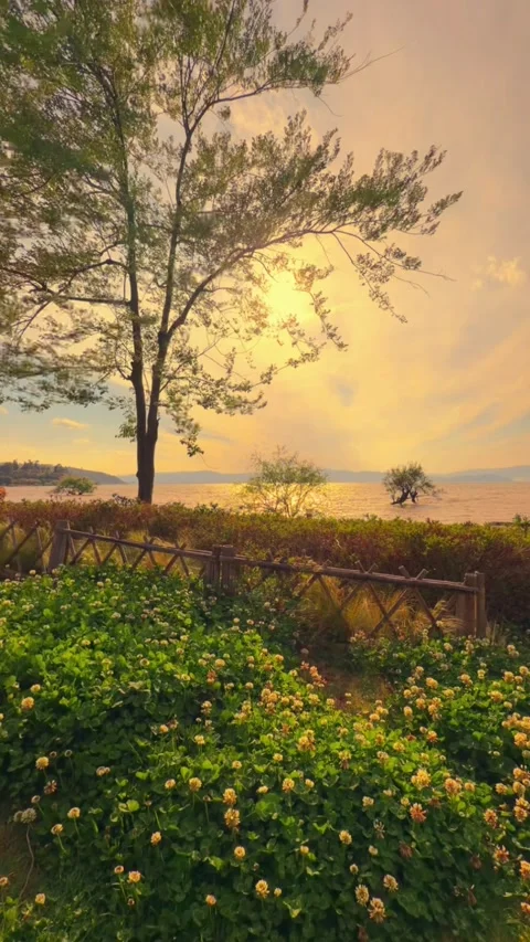 Vertical Golden Sunset Over Erhai Lake With Tree Silhouette Stock-Footage 334856597