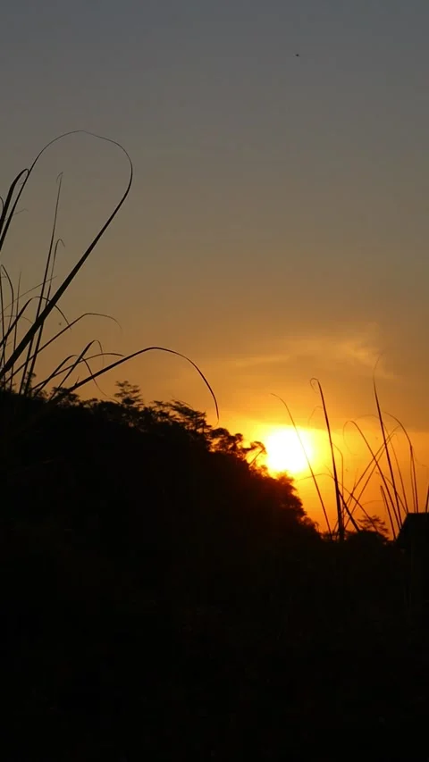 Vertical Golden Sunset Over Grass and Tree Silhouettes 스톡 동영상 344517791