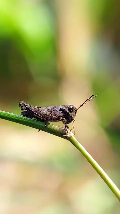 Vertical Grasshopper (Caelifera) Perching Stem 4K Slow Motion Copy Space Stock Footage 346397235