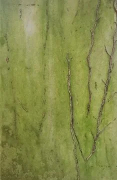 Vertical gravestone background with green algae and removed ivy trail Stock Photos