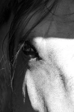 Vertical grayscale closeup of a beautiful horse eye Stock Photos