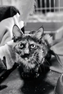 Vertical grayscale closeup shot of a patterned cat 스톡 사진