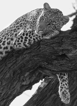Vertical grayscale of a leopard lying on a branch of a tree Stock Photos