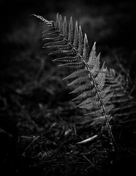 Vertical grayscale of a plant leaf Foto stock