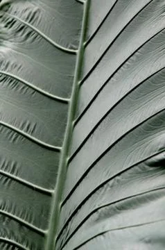 Vertical grayscale selective closeup shot of a green leaf Stock Photos