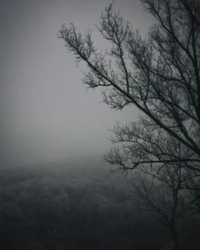 Vertical grayscale shot of a tree in afield on a misty day Stock Photos