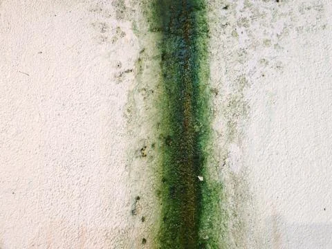 Vertical green algae on white textured wall surface Stock Photos