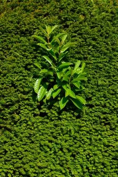 A Vertical Green Background Image of a Bay Tree Growing Through a Hedge Stock Photos