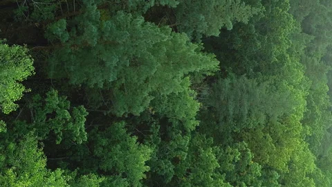 Vertical green foliage drone forest serene wood Stock Footage 248913364