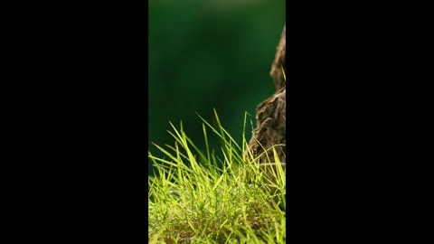Vertical. Green grass and big trees swaying in the wind. Green background. Stock Footage 303040400