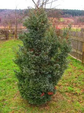 Vertical Green Juniper Shrub Growing in a Rural Spring Garden Stock Photos