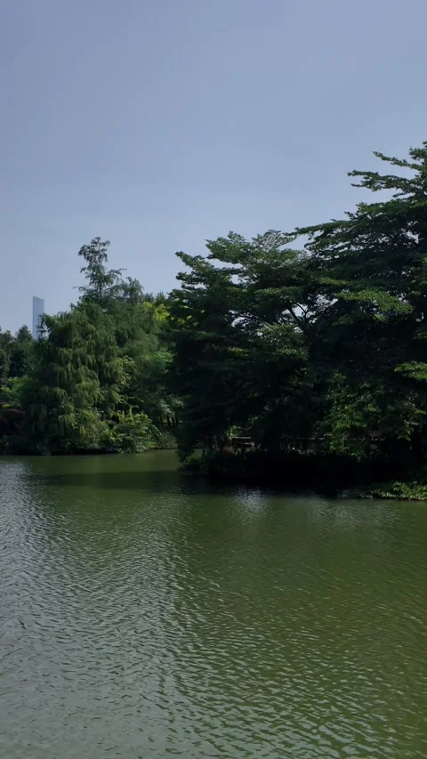 Vertical Green Lake with Trees – 4K Summer Nature Video Video stock 315848051