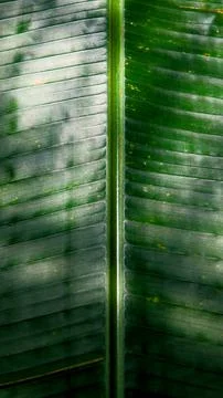Vertical Green Leaf with Shadows Stock Photos