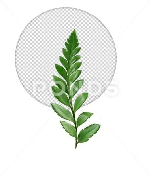 Vertical green leaf on transparent background PSD Template
