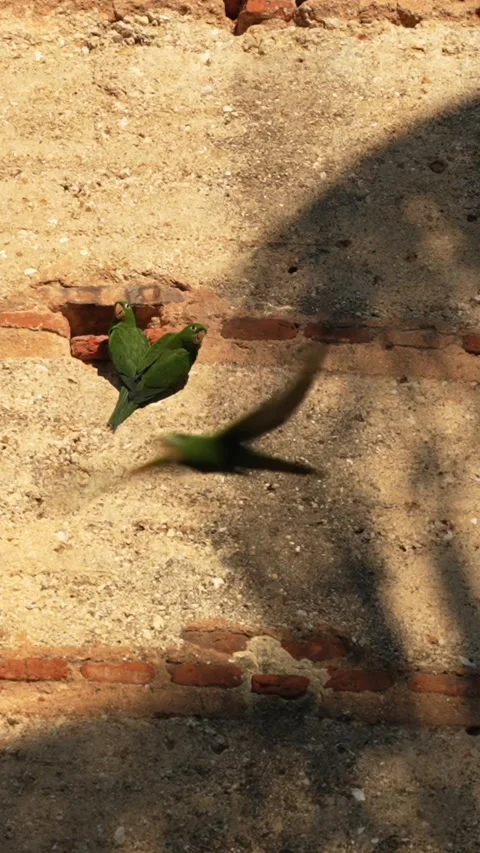 Vertical green parrots on the brick wall of the Ruins of The Hospital San Stock Footage 292593156