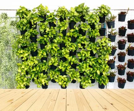 Vertical green plant pattern in many black pot on wood floor background Foto stock
