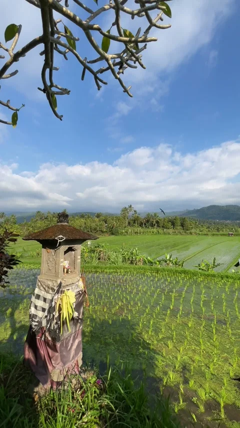 Vertical green rice field and traditional balinese shrine landscape in Bali Stock Footage 337718812