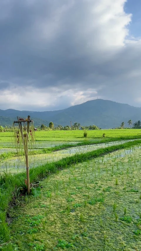 Vertical green rice field landscape with bamboo pole and mountain in Bali Stock Footage 337719080