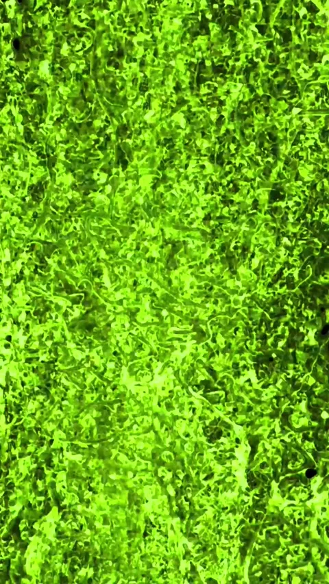 Vertical Green Waterfall Rising Loop Background Animation Stock Footage 283529840