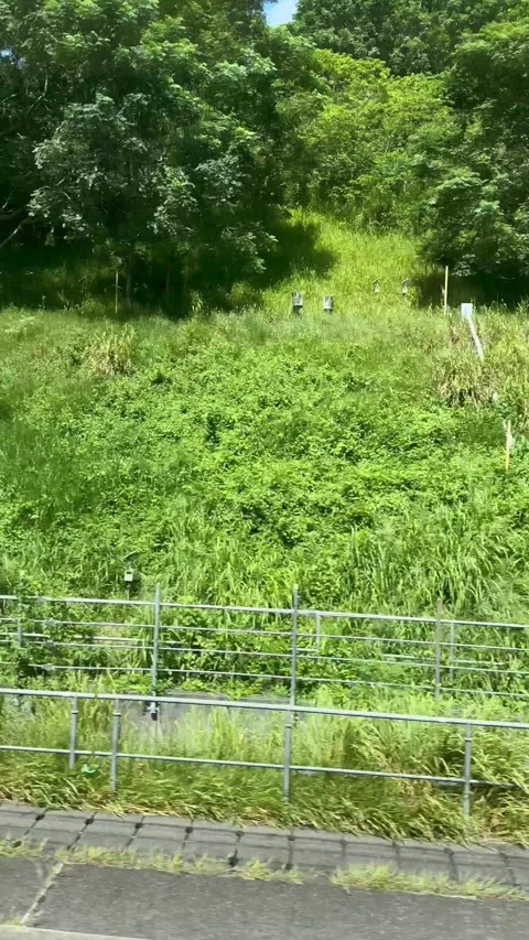 (Vertical) Greenery Passing by a Taiwanese High-Speed Rail Window Stock Footage 341750775