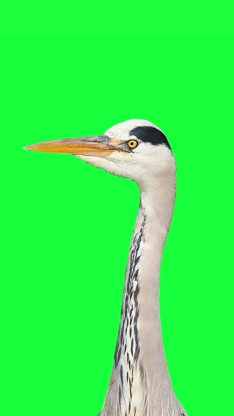 Vertical grey heron headshot portrait close up on green screen background Vidéo 336525384