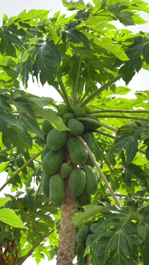 A vertical growth focused view shows green and yellow papaya fruits developing Stock Footage 327138005