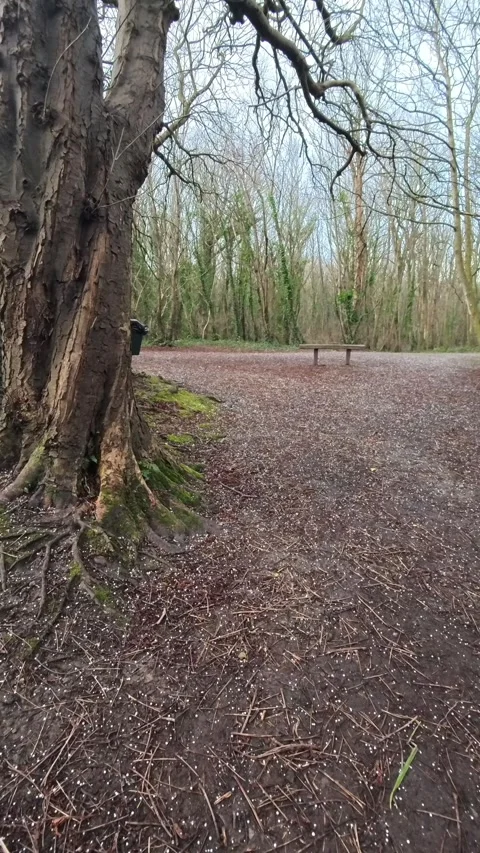 Vertical - Hailstones falling slow motion across winter woodland forest path Stock Footage 325593771