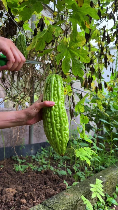(Vertical) Hand Harvesting a Bitter Melon from a Home Garden Vine Stock Footage 342105323
