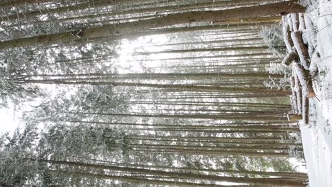 Vertical hand held panning video of majestic winter pine forest hiking trail Stock-Footage 262001568