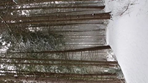 Vertical hand held video of cold winter weather pine tree forest hiking trail Video stock 262001592