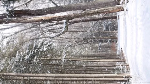 Vertical hand held video of pine forest during snow day, cold weather, wint.. Stock Footage 262001627