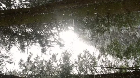 Vertical hand held viteo looking at faling snow sunlight shining thrue pain.. Stock Footage 262001968