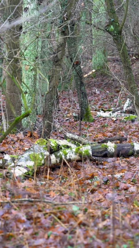 Vertical Handheld Forest Floor with Fallen Birch Logs Stock Footage 324670120