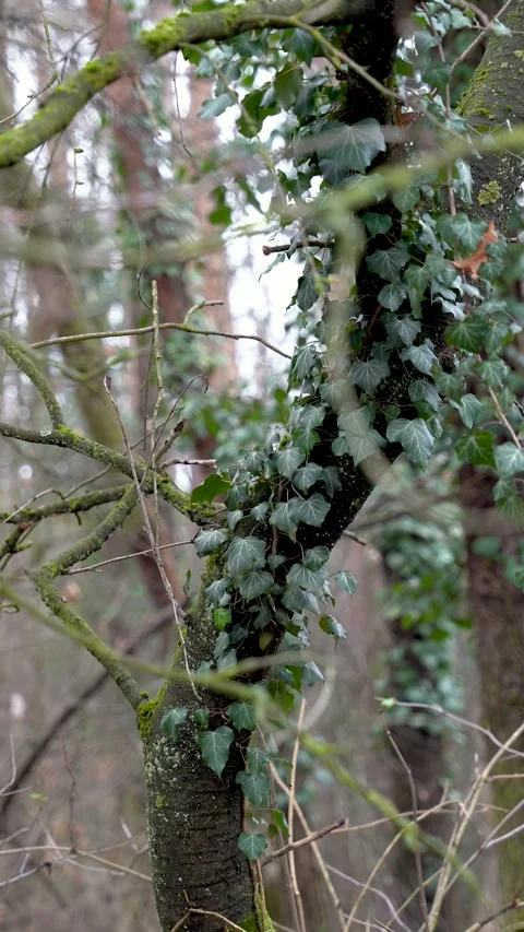 Vertical Handheld Ivy Covered Trees in Winter Forest Stock Footage 324670111