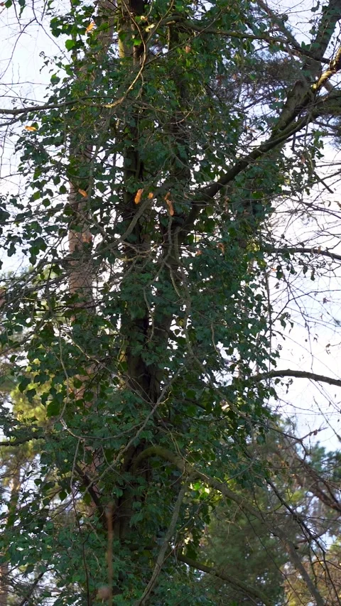 Vertical Handheld Low Angle View Looking Up at Forest Trees and Sky 스톡 동영상 323875095