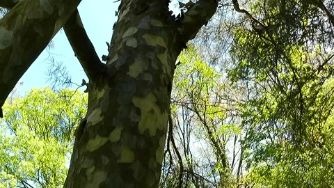 Vertical handheld panorama of Bunge's pine tree patchy bark. 库存影片 334513422