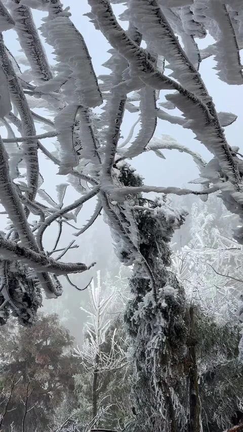 Vertical Handheld POV of Delicate Rime Ice on Winter Branches Vídeos de archivo 328065326