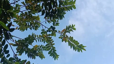 Vertical Handheld Shot of Guava Tree with Fruits in Peaceful Garden Stock Footage 330949252