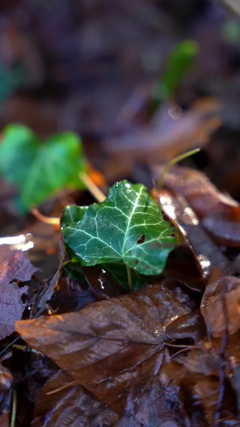 Vertical Handheld Slow Pan Right Over Ivy and Wet Leaves Video stock 324669957