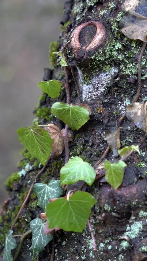 Vertical Handheld Slow Tilt Up Along Ivy Covered Tree Trunk Video stock 324670104