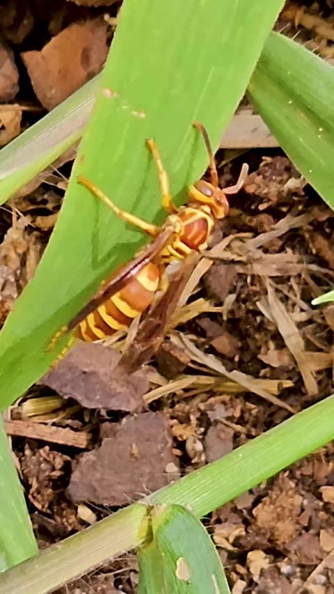 Vertical handheld video of an Apache Paper Wasp Polistes apachus Stock-Footage 318119743