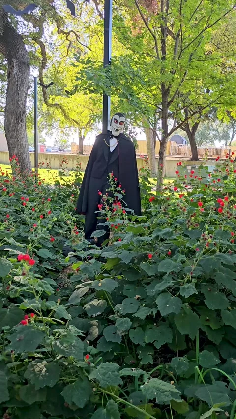 Vertical handheld video of a vampire Halloween decoration in Denton, Texas Stock Footage 318715809