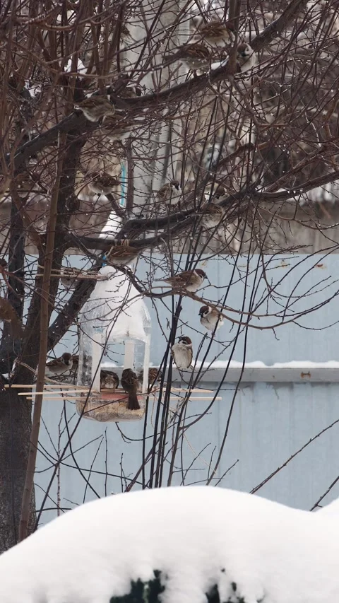 Vertical handmade bird feeder from plastic bottle. Feeding birds in winter. Stock Footage 261494522